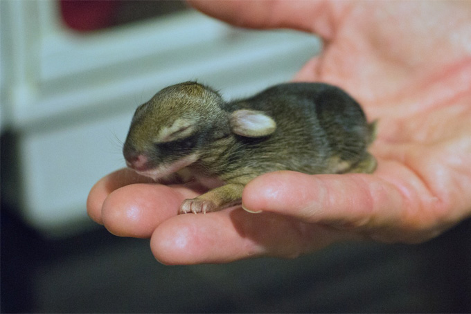 Baby Bunny