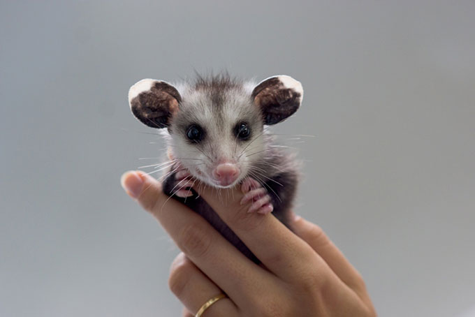 Baby Opossum