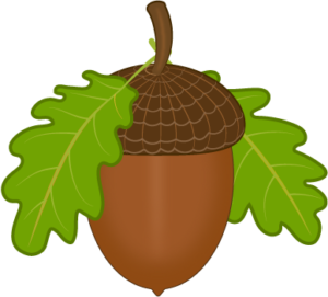 Acorn with green leaves